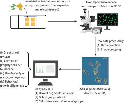 Single-Cell Imaging Reveals That Staphylococcus aureus Is Highly Competitive Against Pseudomonas aeruginosa on Surfaces
